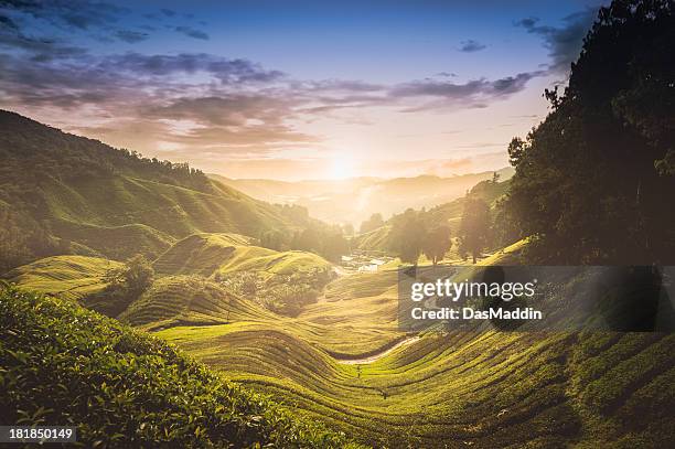 sonnenuntergang über teeplantage in malaysia - tea plantation stock-fotos und bilder