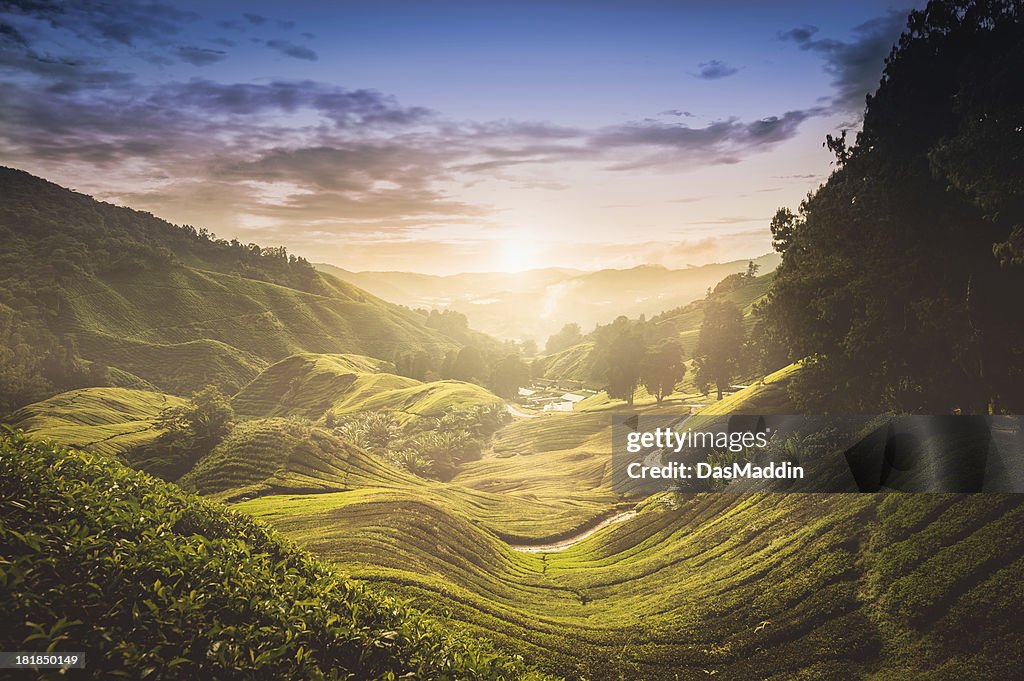 Sunset over tea plantation in Malaysia