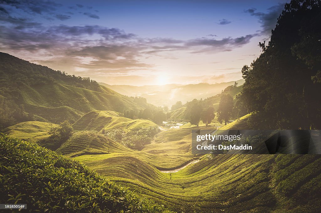 Pôr do sol sobre a plantação de chá na Malásia
