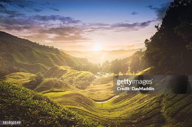 pôr do sol sobre o plantação de chá na malásia - cameron highlands imagens e fotografias de stock