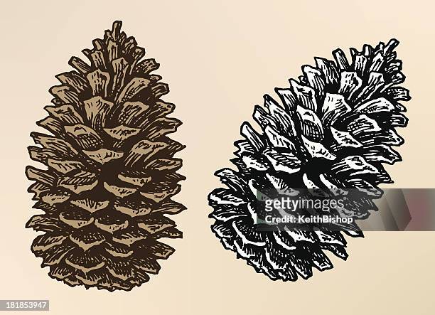 pine cone - pine cone stock illustrations
