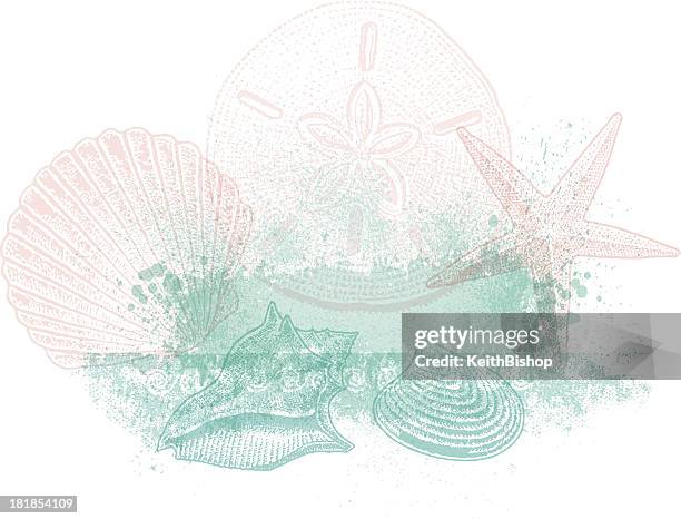 stockillustraties, clipart, cartoons en iconen met sea shell background design - conch shell vector
