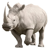 Rhinoceros with clipping path on white background