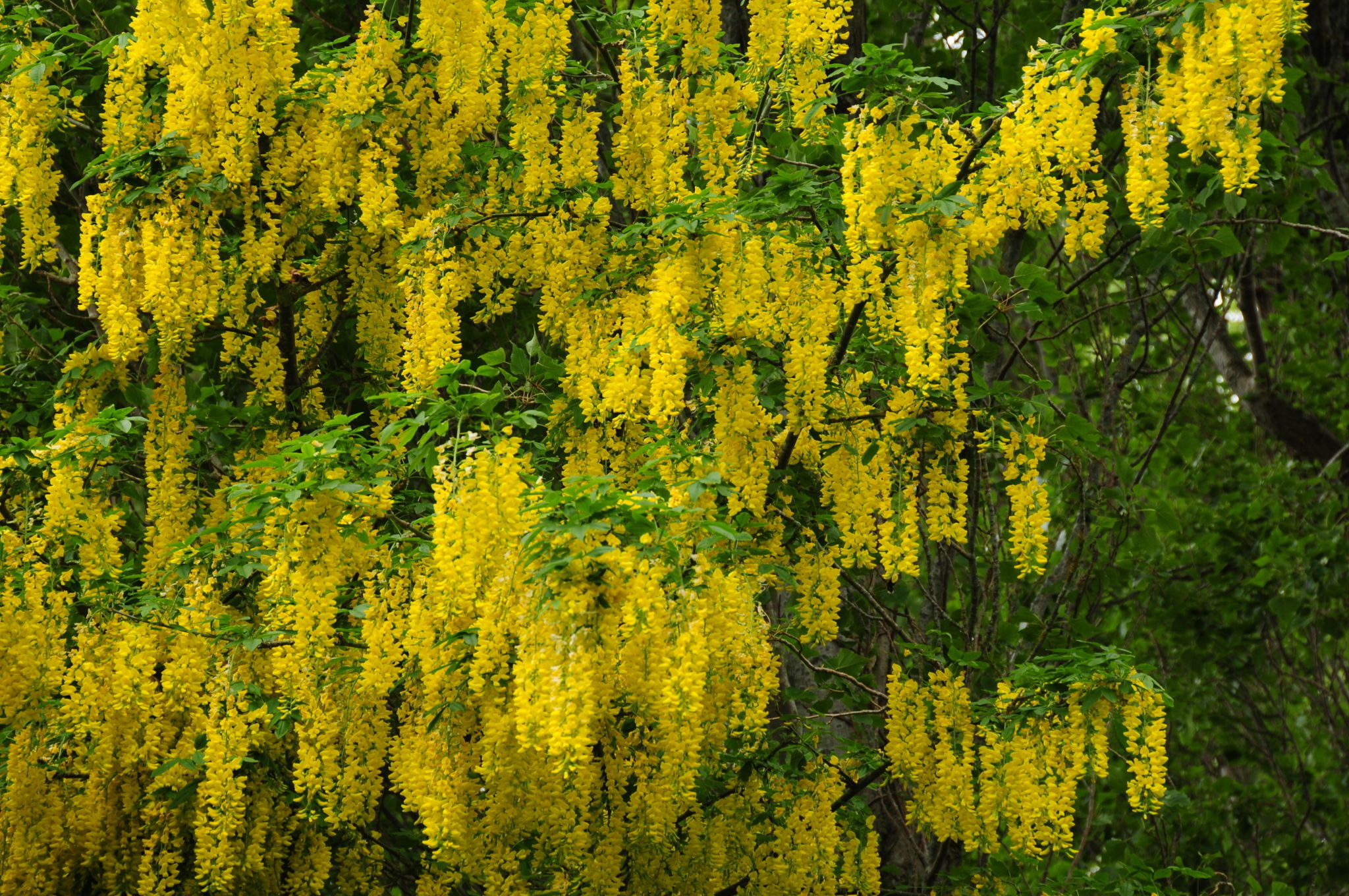 mimosa hostilis