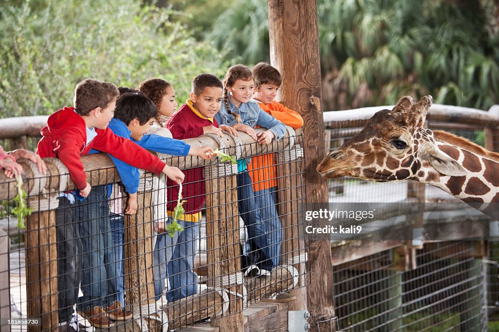 Children at zoo feeding giraffe