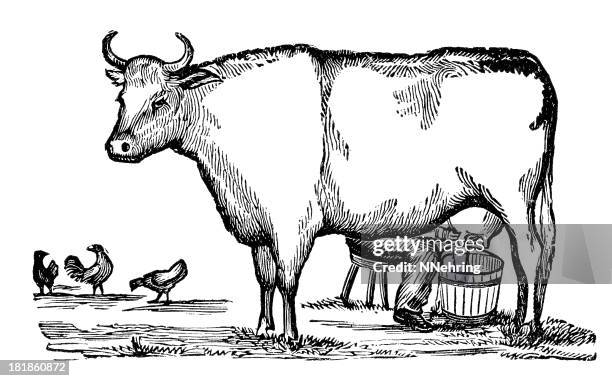 ilustrações de stock, clip art, desenhos animados e ícones de ordenhar uma vaca - milking