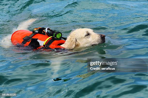 perro de salvavidas - perro de búsqueda y rescate fotografías e imágenes de stock