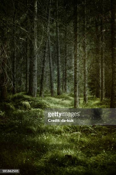 dark misty forest - pine tree stock pictures, royalty-free photos & images