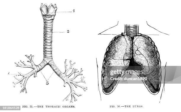 thoracic organe und lungen - medical diagram stock-grafiken, -clipart, -cartoons und -symbole