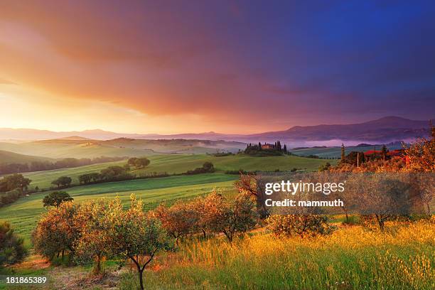 farm and olive trees in tuscany at dawn - tuscany olive stock pictures, royalty-free photos & images