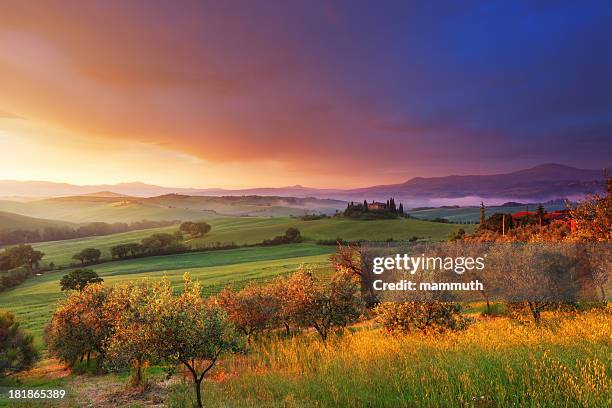 farm and olive trees in tuscany at dawn - grove stock pictures, royalty-free photos & images