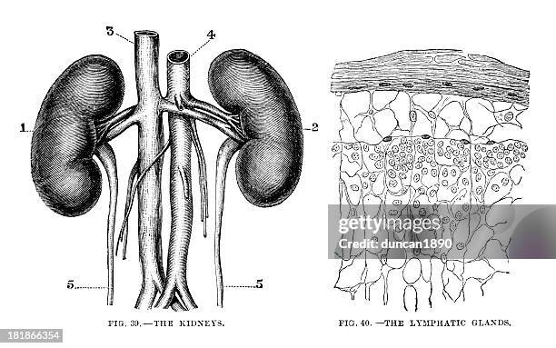 ilustrações de stock, clip art, desenhos animados e ícones de rins e dos gânglios linfáticos - rim órgão interno