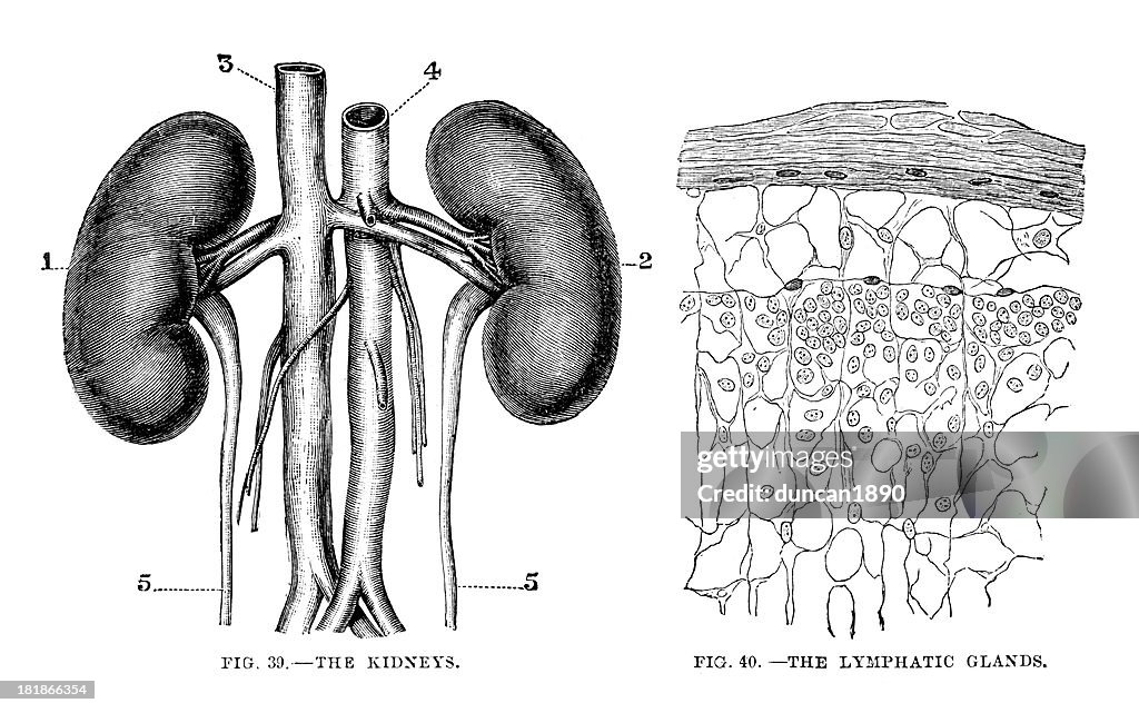 Kidneys and Lymphatic Glands