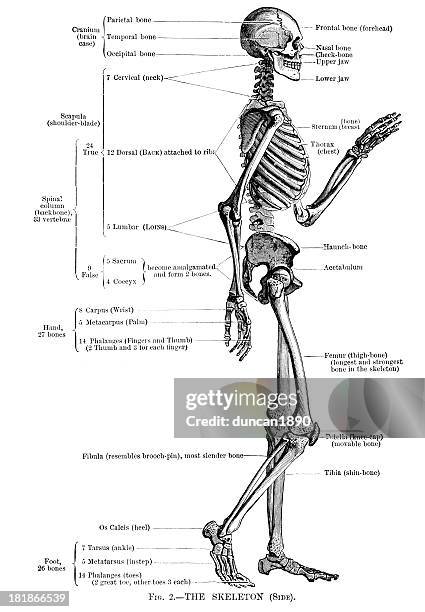 human skeleton - human skeleton stock illustrations