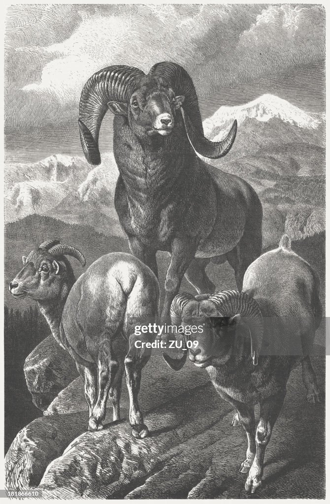 Argali (Ovis ammon) par Gustav Mützel, publ. 1877