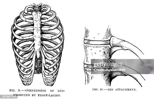 155 Floating Ribs Stock Photos, High-Res Pictures, and Images - Getty ...