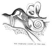 Tympanic cavity of the Ear