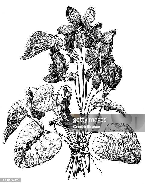 antique illustration of violets with hidden face profiles - violet flower sketch stock illustrations