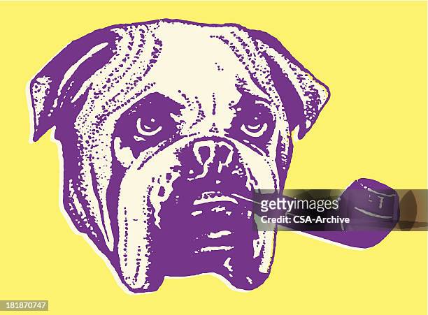 bulldog smoking a pipe - bulldog stock illustrations