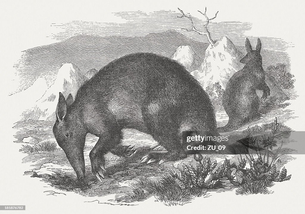 Aardvark (Orycteropus afe), wood engraving, published in 1875
