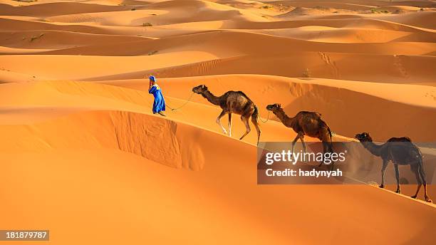 young tuareg with camels on western sahara desert in africa - camel isolated stock pictures, royalty-free photos & images