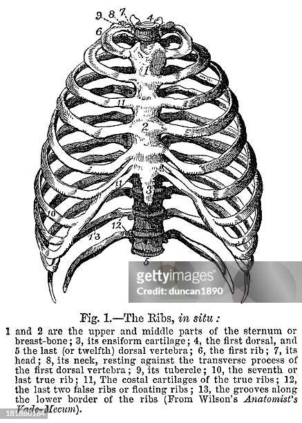 the ribs - anatomy charts stock illustrations