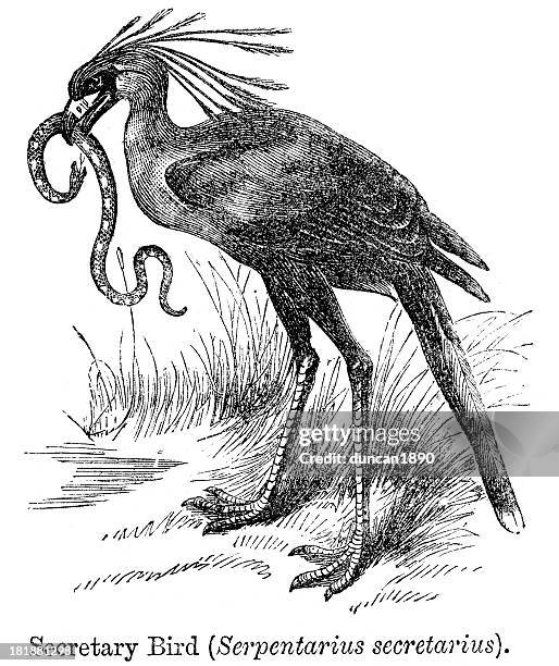 secretary bird - secretary bird snake stock illustrations