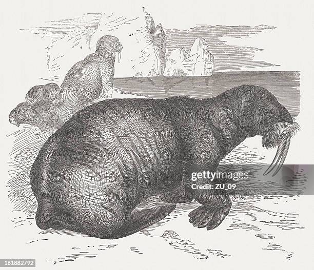 walrus (odobenus rosmarus) on a coast, wood engraving, published 1875 - walrus stock illustrations