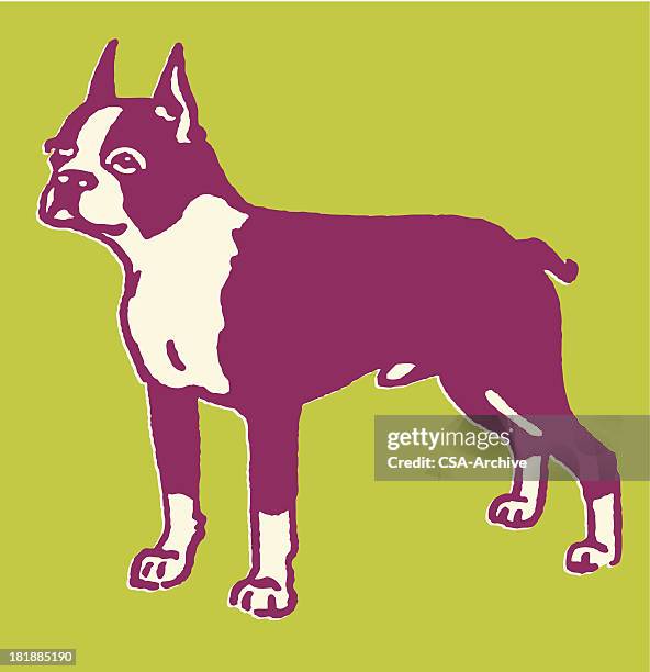 boston terrier - boston terrier stock illustrations