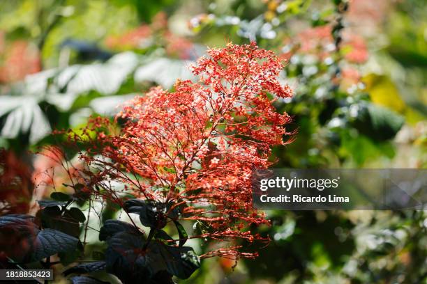 pagoda flower (clerodendrum paniculatum) shot in amazon region -  brazil - clerodendrum bildbanksfoton och bilder