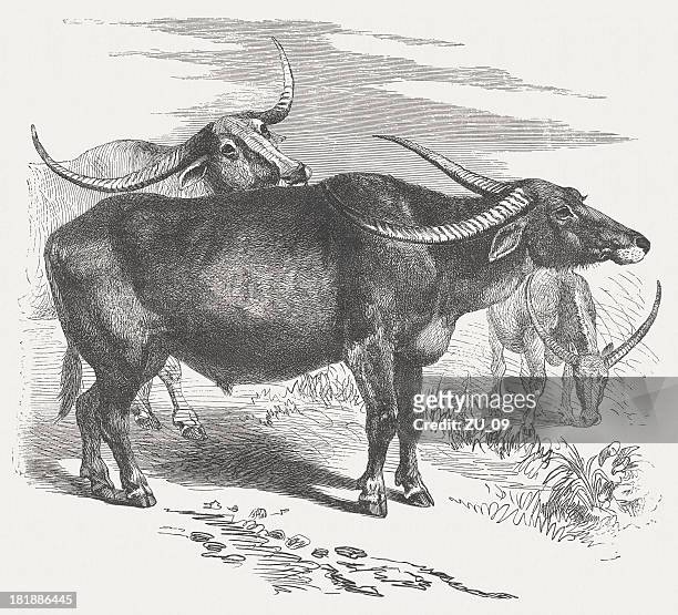 wild water buffalo (kerbau arnee), wood engraving, published in 1875 - asian ox 幅插畫檔、美工圖案、卡通及圖標