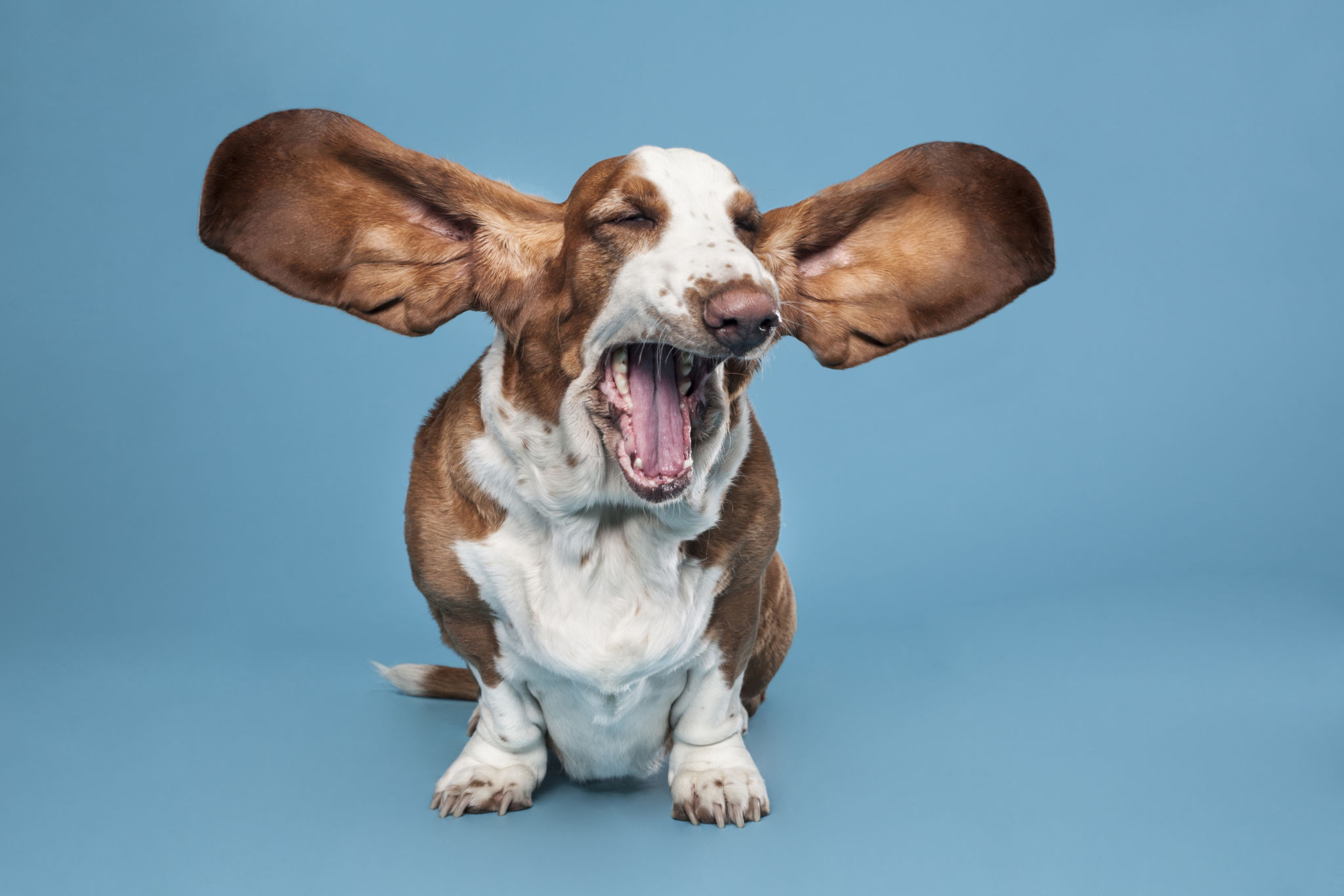 dog listening
