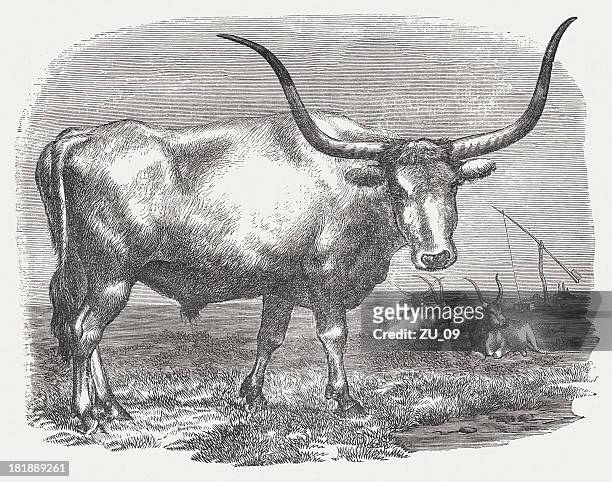 hungarian grey cattle, wood engraving, published in 1875 - semi arid stock illustrations