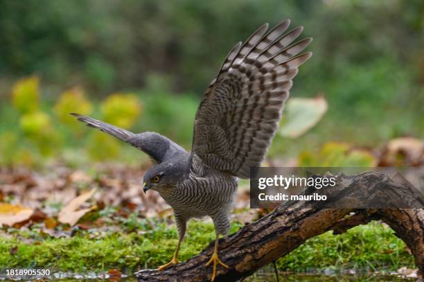 eurasian sparrowhawk (accipiter nisus) - sparrowhawk stock pictures, royalty-free photos & images