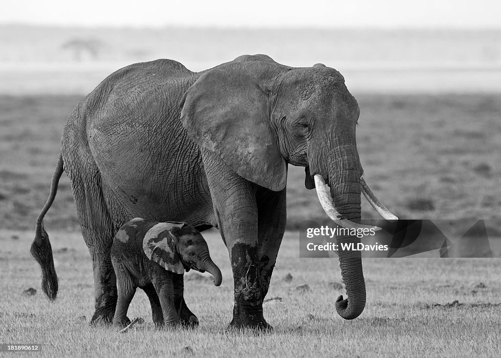 Madre e bambini elefanti