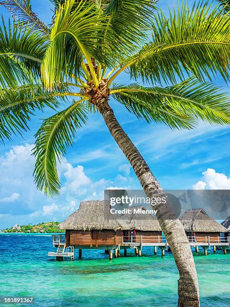 bora-bora luxury resort under palm trees - tahiti stock pictures, royalty-free photos & images