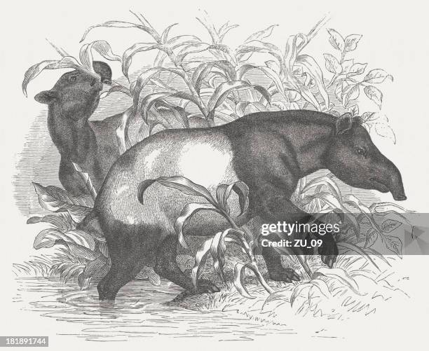 illustrazioni stock, clip art, cartoni animati e icone di tendenza di tapiro della malesia - tapiro della malesia