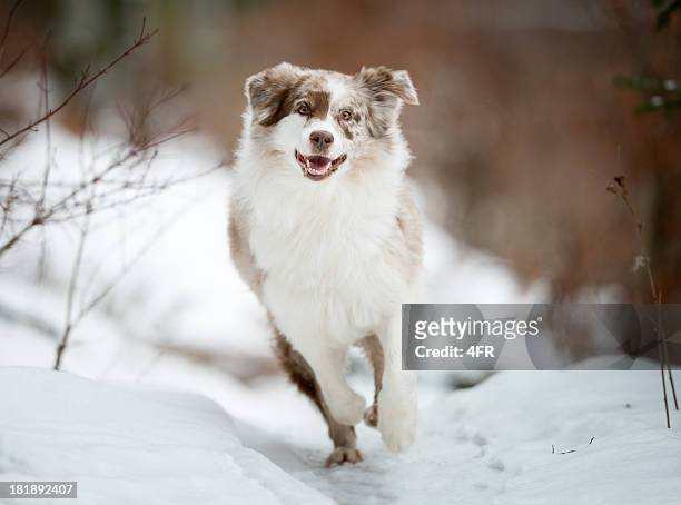 australian shepherd playing outside in the snow - winter dog stock pictures, royalty-free photos & images