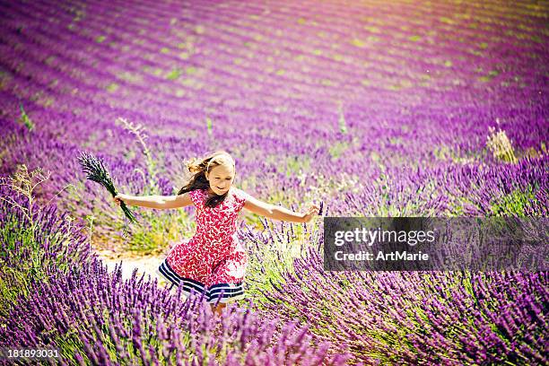 in the field of lavender - single flower in field stock pictures, royalty-free photos & images