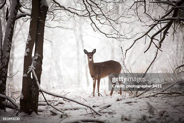 doe standing at edge of woods - white tailed deer stock pictures, royalty-free photos & images