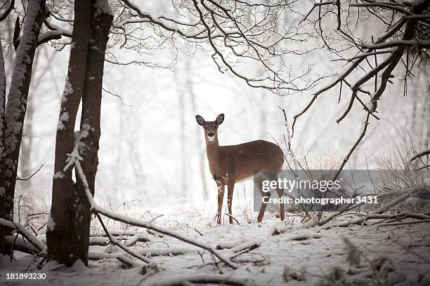 doe standing at edge of woods - deer bildbanksfoton och bilder