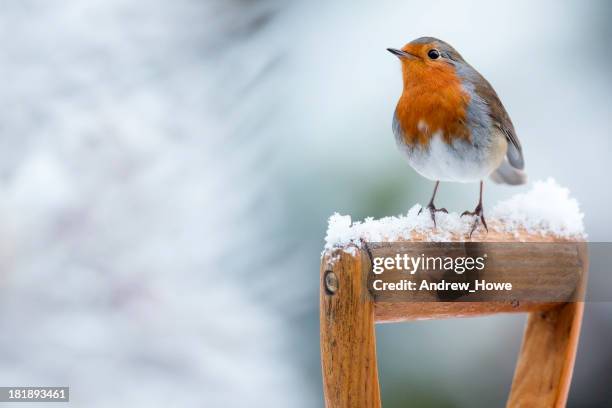 robin (erithacus rubecula) - bird photos et images de collection