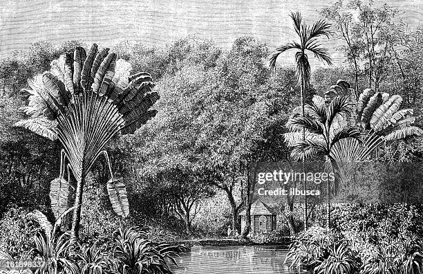 botanical garden in martinique - formal garden stock illustrations