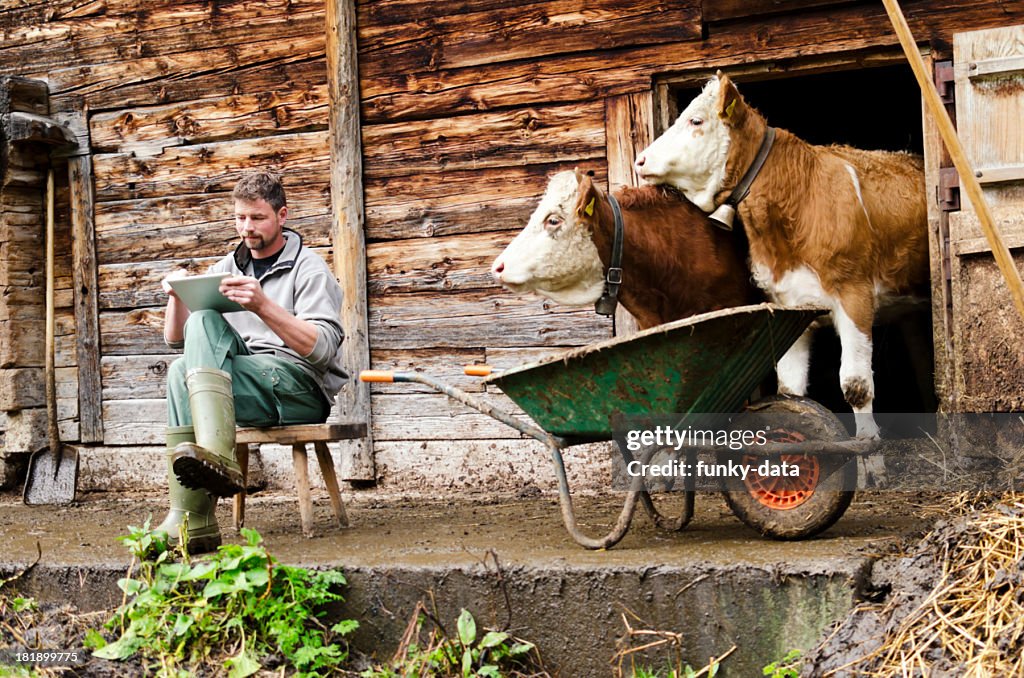 モダンなスイスの農家、デジタルタブレットが観察された畜牛