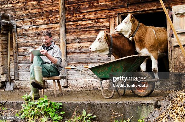 modern swiss farmer with digital tablet observed by his cattle - zwitserse cultuur stockfoto's en -beelden