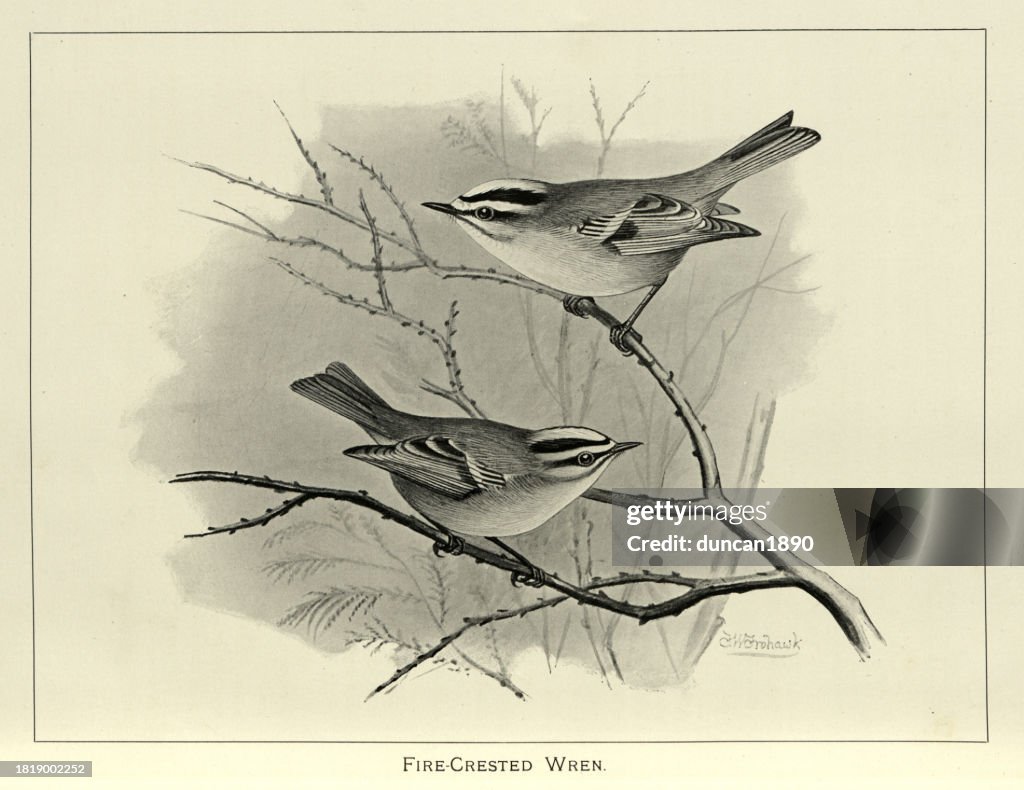 Common firecrest, Regulus ignicapilla, pearching on branch, small passerine bird in the kinglet family, Wildlife bird art