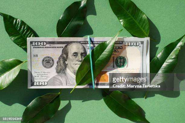 us dollar banknotes. money. banknotes. 100 dollar bill. dollars and green leaves. greenery. - 100 dollar bill new ストックフォトと画像
