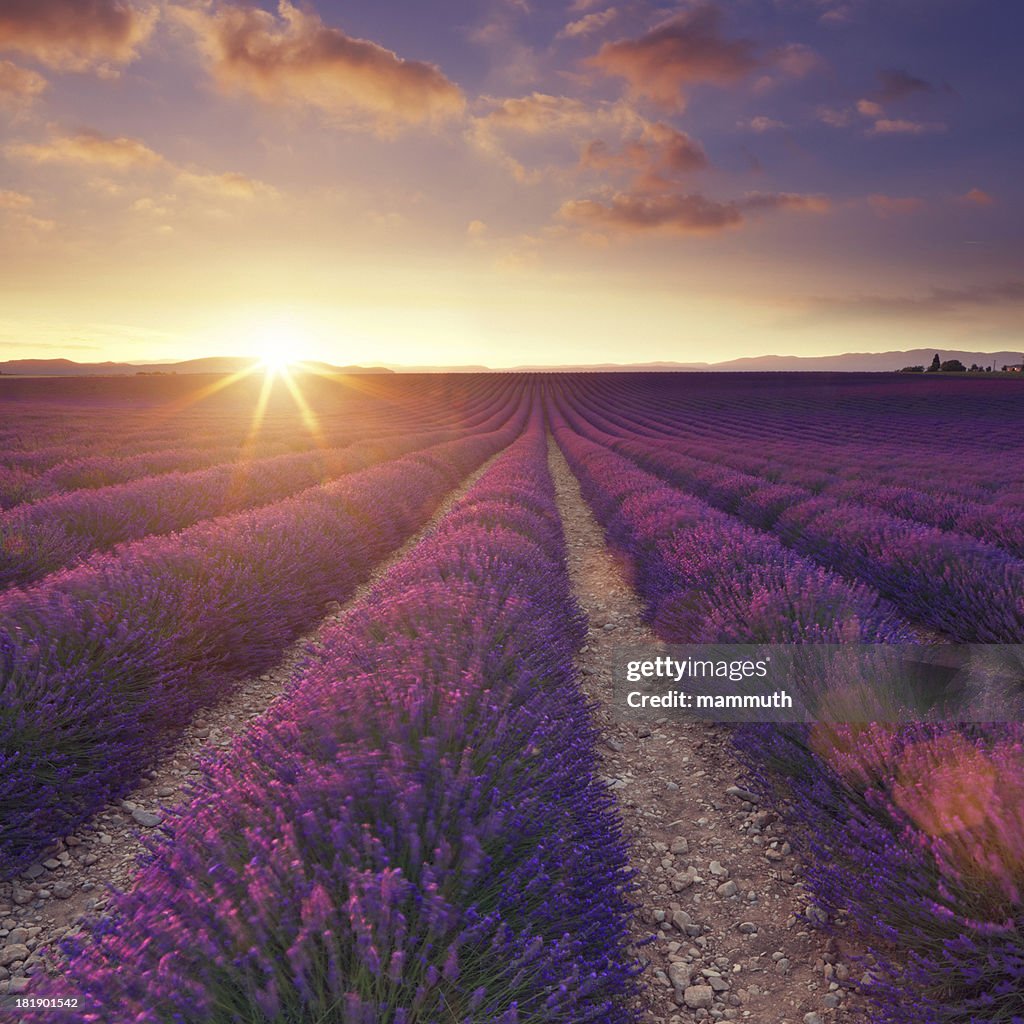 Lavender field at sunset