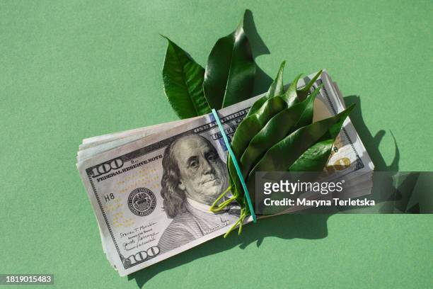 us dollar banknotes. money. banknotes. 100 dollar bill. dollars and green leaves. greenery. - 100 dollar bill new stock-fotos und bilder