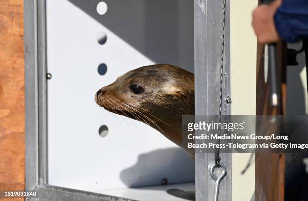 San Pedro, CA Holly, one of two sea lion pups, returned to the ocean at Cabrillo Beach, was hesitant to leave the carrier but then darted to the...